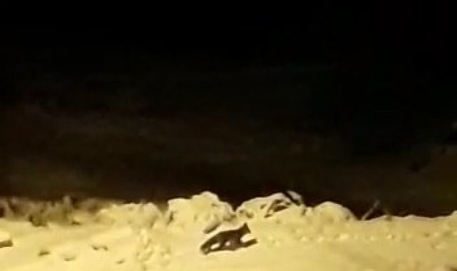 Bursa'da aç kalan tilkiler şehir merkezine indi