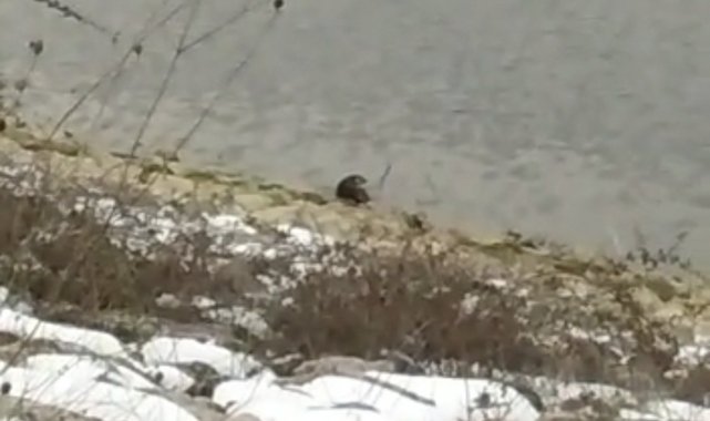 Bursa'da barajda su samuru görüldü