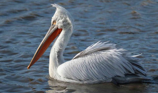 Bursa'da su kuşu sayımı yapıldı