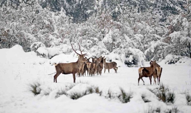 Bursa'nın kızıl geyikleri kan değişimi programlarıyla sağlıklı çoğalıyor