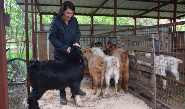 Büyükşehir 'Keçi projesi' yaşamını değiştirdi
