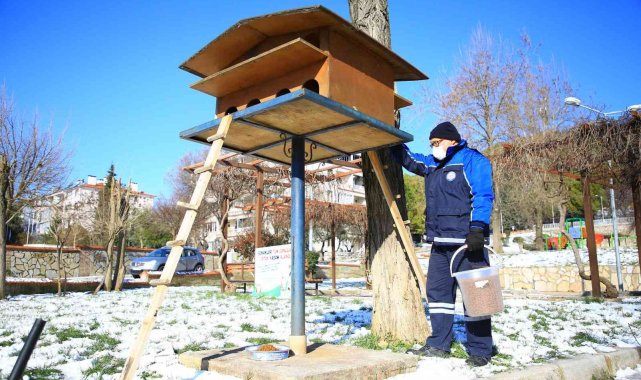 Büyükşehir, sokak hayvanlarını unutmadı