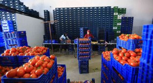 Büyükşehir, toptancı hal esnafına 'kefil' oluyor