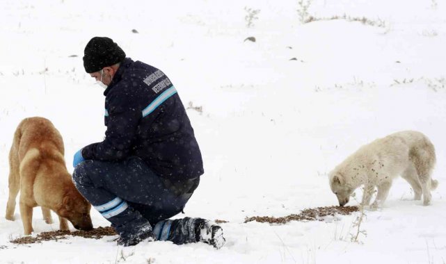 Büyükşehir yaban ve doğal hayatı koruyor