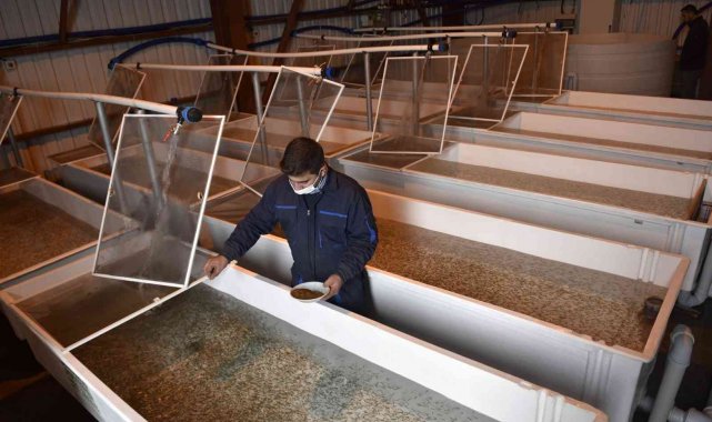 Büyükşehir'den yeni bir hamle yatırım daha: Yavru alabalık üretim tesisi