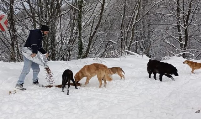 Büyükşehirden sokak hayvanlarına mama desteği