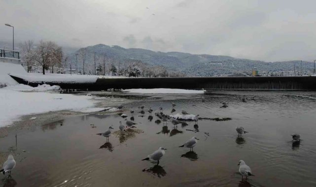 Buz tutan deredeki martıların kar banyosu drone ile görüntülendi