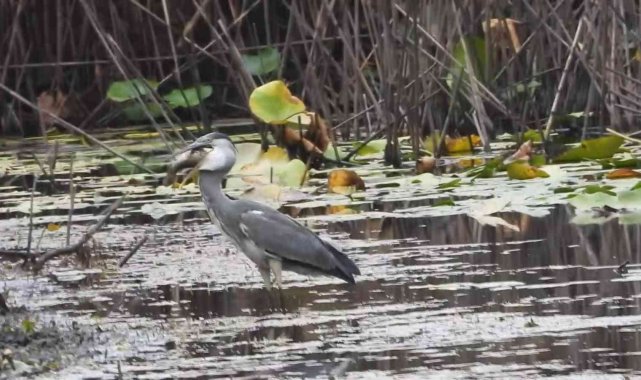 Buz tutan gölde yaşam mücadelesi
