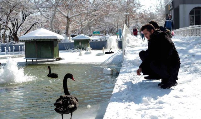 Buz tutan havuzda kuğuların renkli görüntüleri