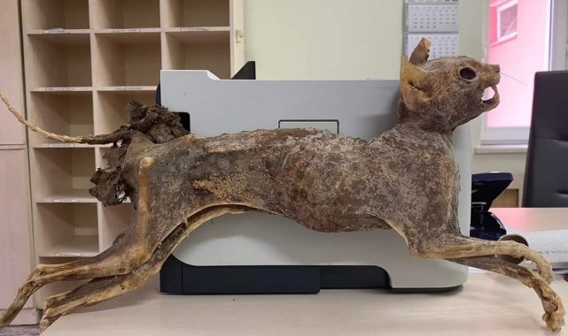 Cami tadilatında 80 yıllık hayvan cesedi bulundu