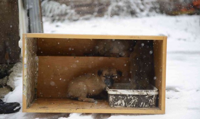 Can dostları emin ellerde