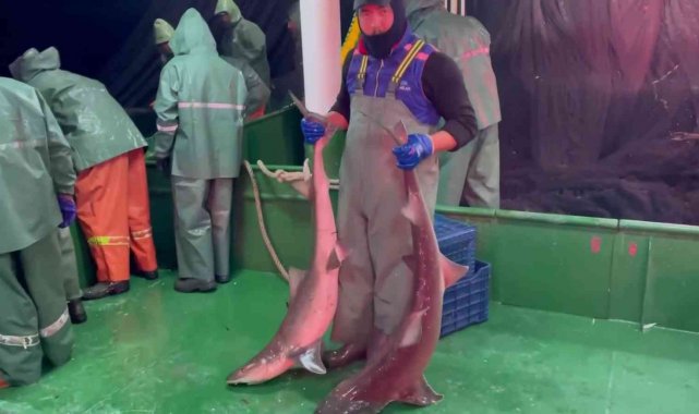 Çanakkale&#039;de ağlara takılan köpek balıkları denize salındı