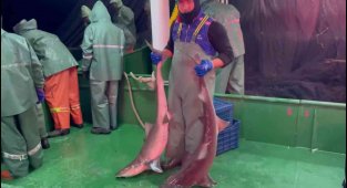 Çanakkale'de ağlara takılan köpek balıkları denize salındı