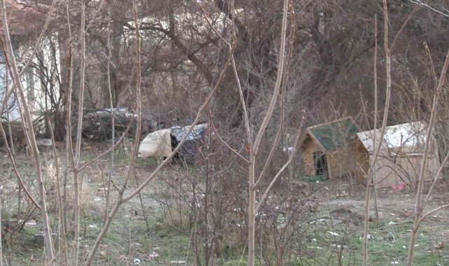 Çankaya sokaklarında sokak köpekleri dehşeti