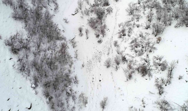 Çatak&#039;ta çığ düştü, keçiler telef oldu