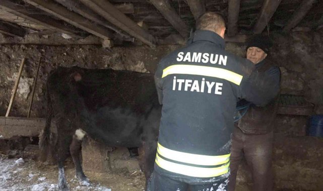 Çatısı çöken ahırda kalan hayvanları itfaiye kurtardı