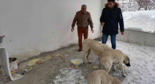 Çelikhan'da sokak hayvanları unutulmadı