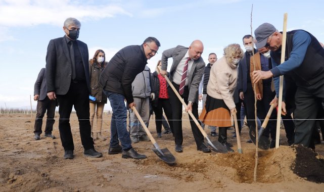 Cennet elması belediyenin yeni gelir kapısı olacak