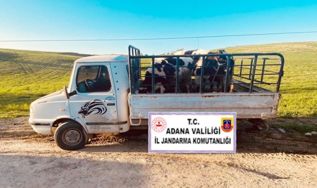 Cezaevinden çıkıp büyükbaş hayvan yüklü kamyoneti çaldı