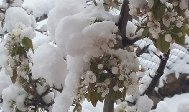 Çiçek açan badem ağaçları kar altında kaldı