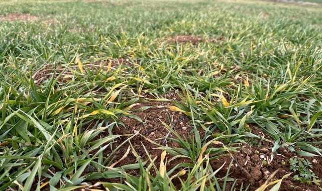 Çiftçileri mağdur eden arpa sararması sorunu için teknik inceleme başlatıldı