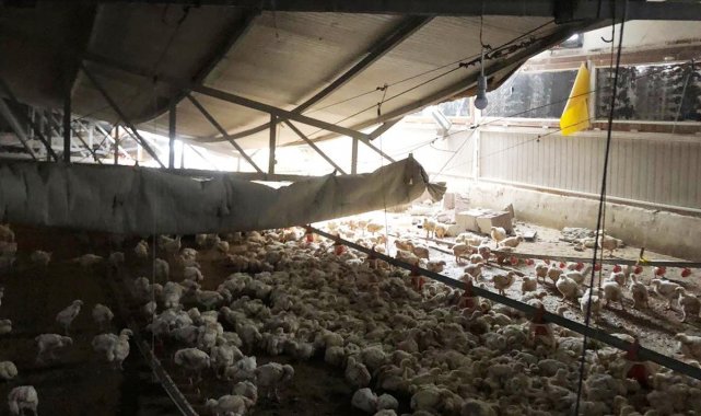 Çiftliğin çatısı çöktü, binlerce tavuk telef oldu
