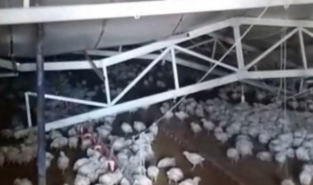 Çiftliğin çatısı kar nedeniyle çöktü, binlerce tavuk telef oldu