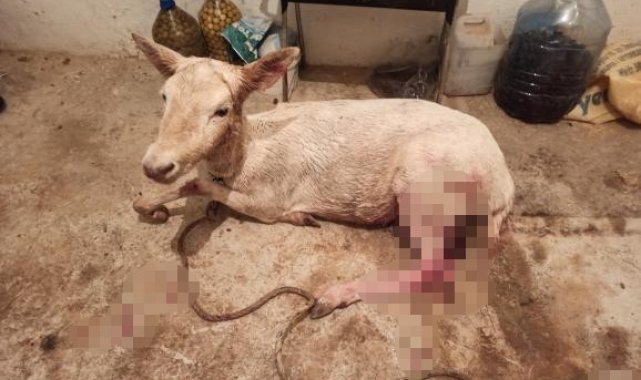 Çiftlikten kaçıp sokağa inen geyikler vatandaşları şaşırttı