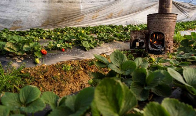 Çilek seralarında don tehlikesine karşı sobalı önlem