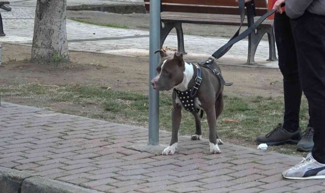 Çocuk parkına terkedilen Pitbull&#039;u kemeriyle yakaladı