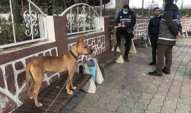 Çocuk parkında pitbull gezdiriyordu, cezayı duyunca kendi elleri ile teslim etti