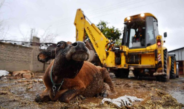 Çöktüğü yerden 3 gündür kalkamayan inek kepçeyle kurtarıldı