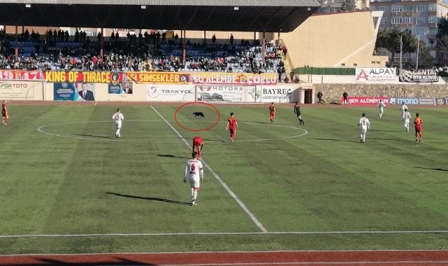 Çorlu'daki maçta sahaya giren köpek gülümsetti