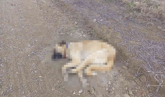 Çorum'da 2 köpek tüfekle vurularak öldürüldü