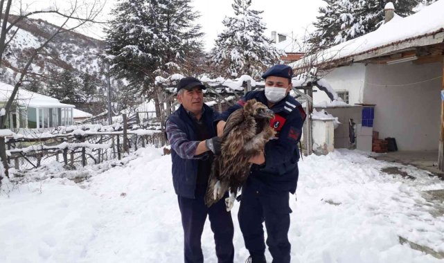 Çubuk'ta yaralı akbaba bulundu