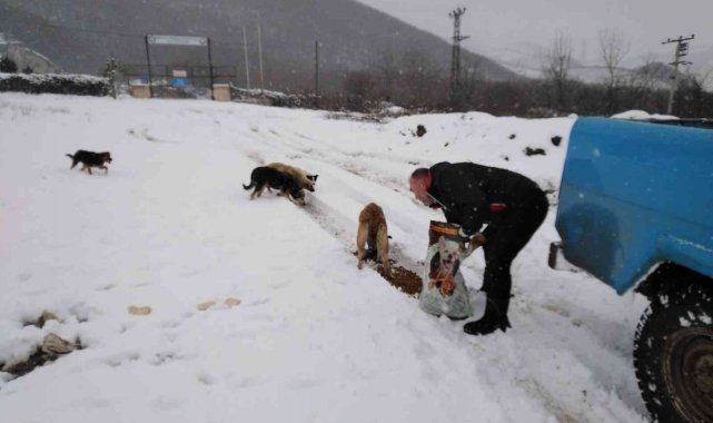 Cumayeri Belediyesi sokak hayvanlarını unutmadı