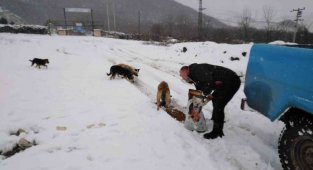 Cumayeri Belediyesi sokak hayvanlarını unutmadı