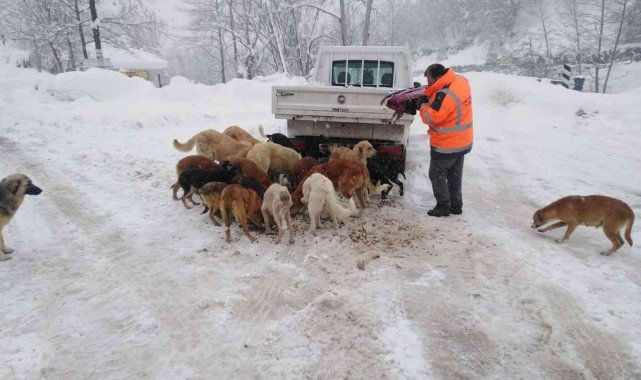 Cumayeri Belediyesi sokak hayvanlarını unutmadı