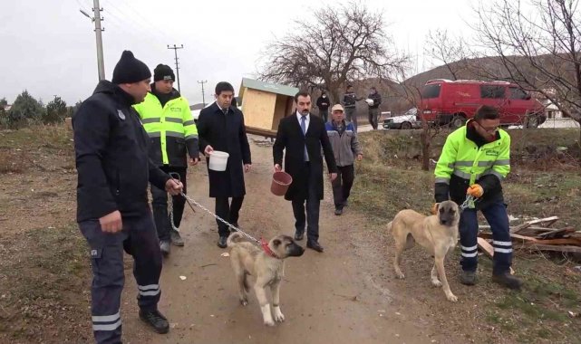 Cumhurbaşkanı talimat vermişti, sokaktan sahiplenilen 'canlar' sıcak yuvaya kavuşuyor