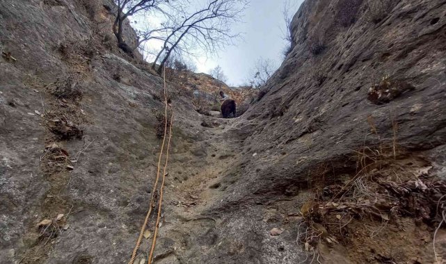 Dağ yamacında mahsur kalan keçileri köylüler kendi imkanlarıyla kurtardı