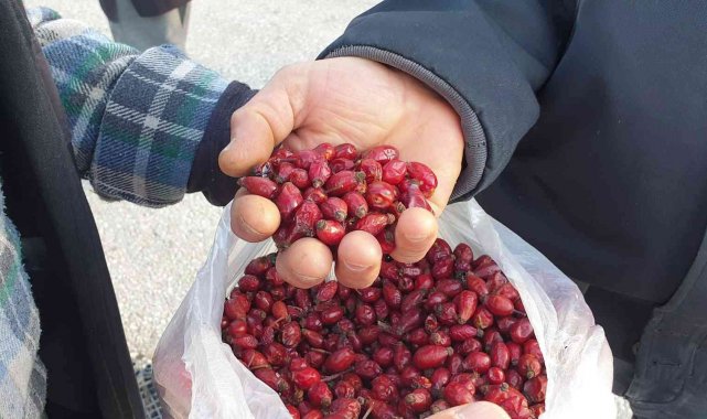 Dağlardan gelen şifa kaynağı; Kuşburnu