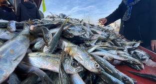 Denizlerden İstavrit Fışkırıyor