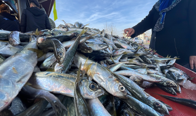 Denizlerden İstavrit Fışkırıyor