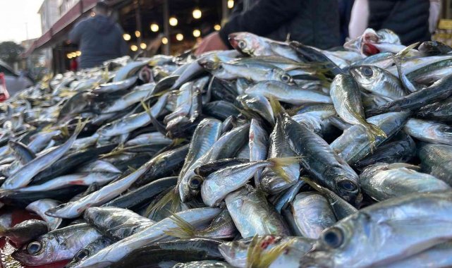 Denizlerden istavrit fışkırıyor