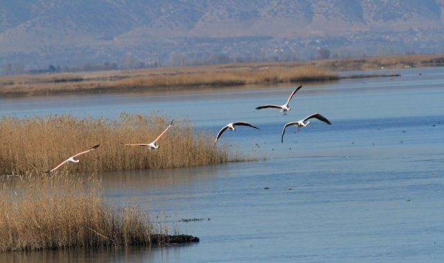Denizli'deki 3 gölde 33 farklı türden 22 bin kuş tespit edildi
