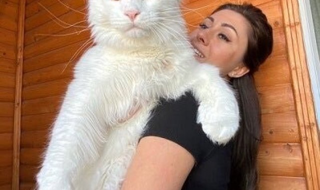 Dev kedi Kefir'i görenler köpek sanıyor