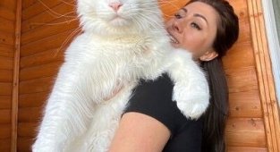 Dev kedi Kefir'i görenler köpek sanıyor