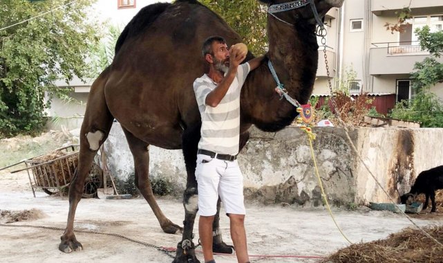 Devenin saldırdığı bir kişi hayatını kaybetti