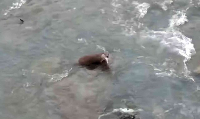 Devrek&#039;te su samuru görüldü