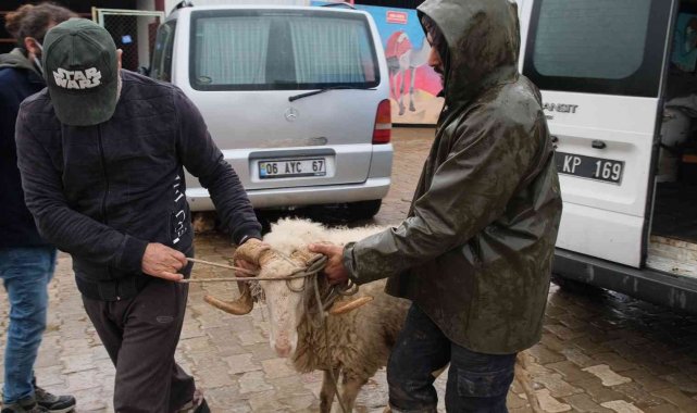 Didim'de sürüsünden ayrılan Maviş isimli koyun korumaya alındı
